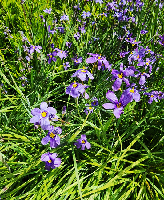 Sisyrinchium bellum - Blue Eyed Grass