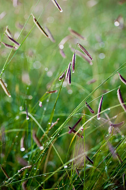 Bouteloua gracilis - Blue Grama Grass