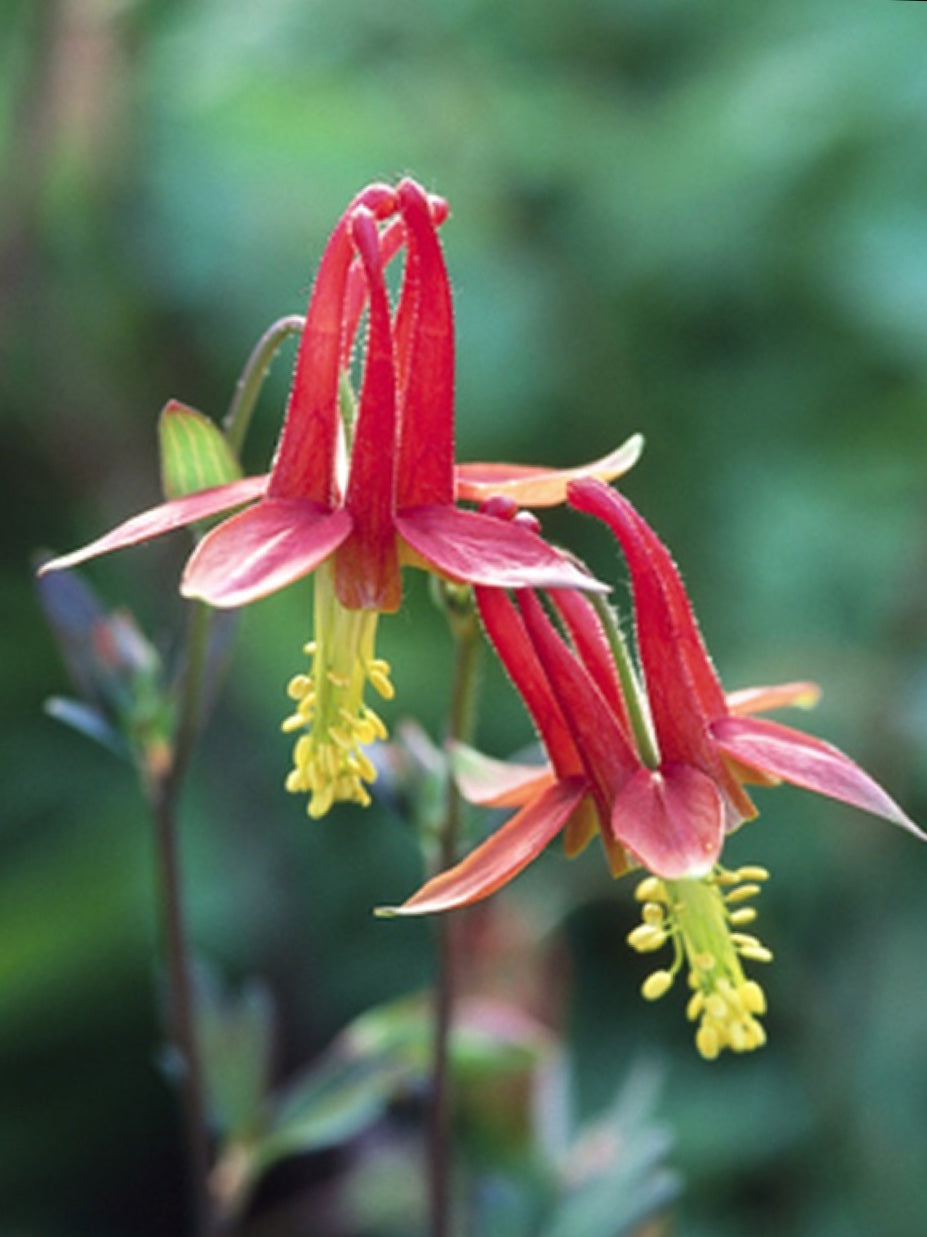Aquilegia formosa - Crimson Columbine