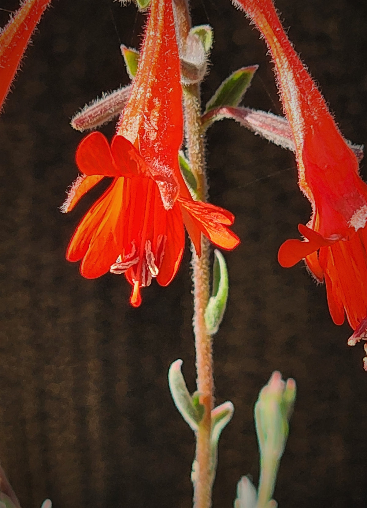 Epilobium canum ssp canum - California Fuchsia