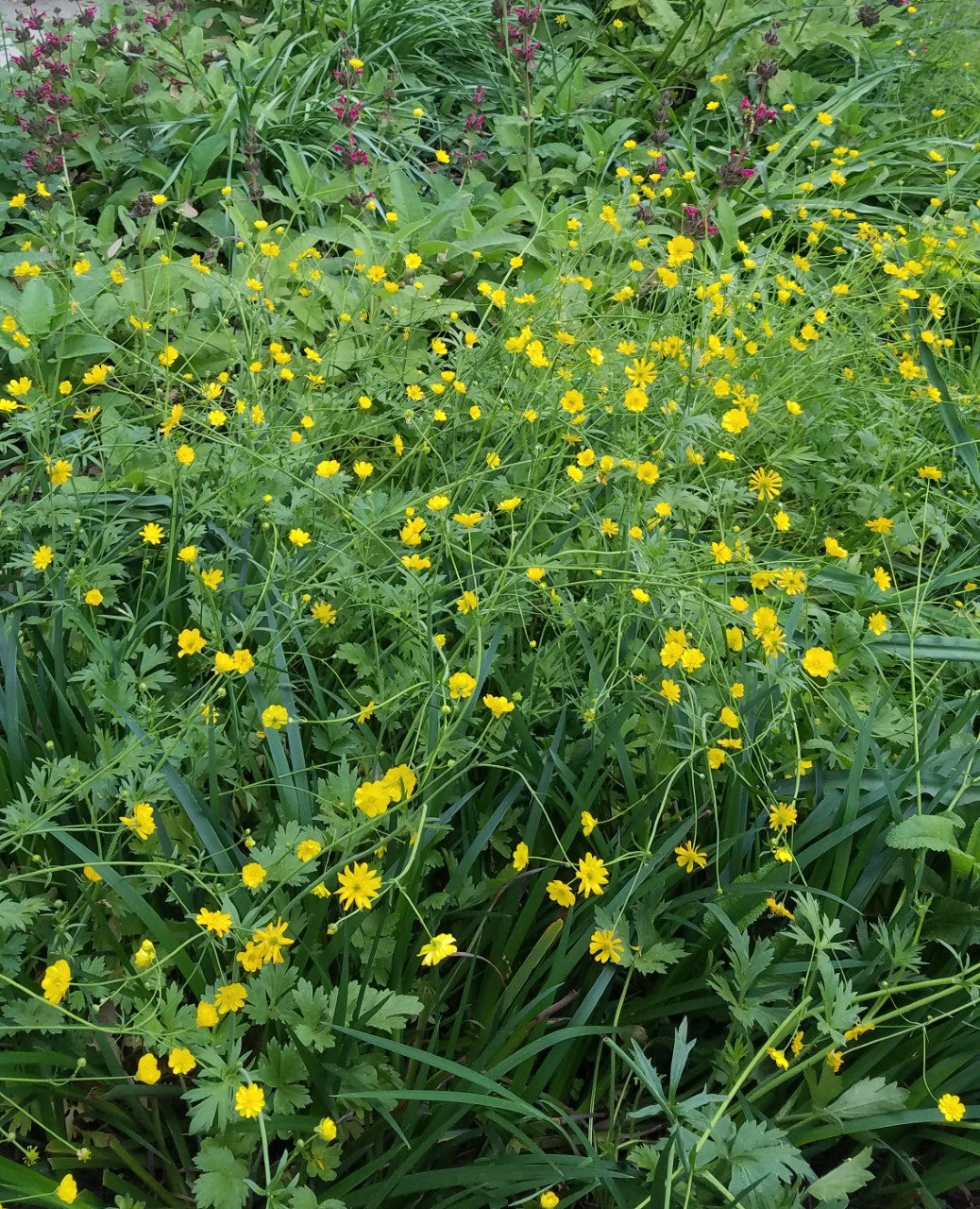 Ranunculus californica - California Buttercup