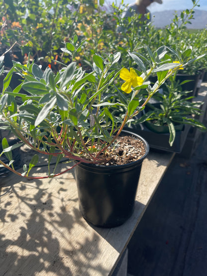 Camissoniopsis cheiranthifolia - Beach Evening Primrose