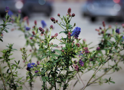 Ceanothus 'Concha' - California Lilac
