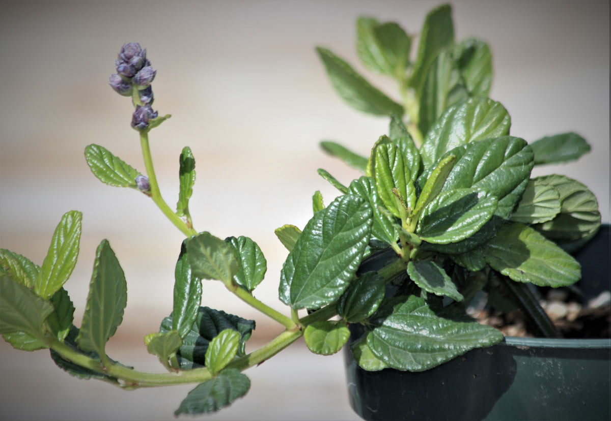 Ceanothus 'Yankee Point'