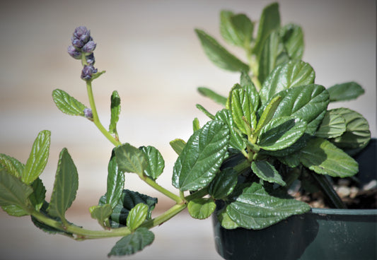 Ceanothus 'Yankee Point'