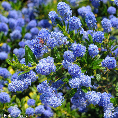 Ceanothus 'Concha' - California Lilac