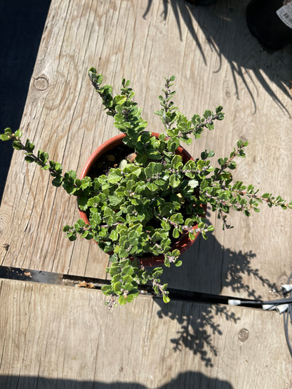 Ceanothus maritima 'Popcorn'