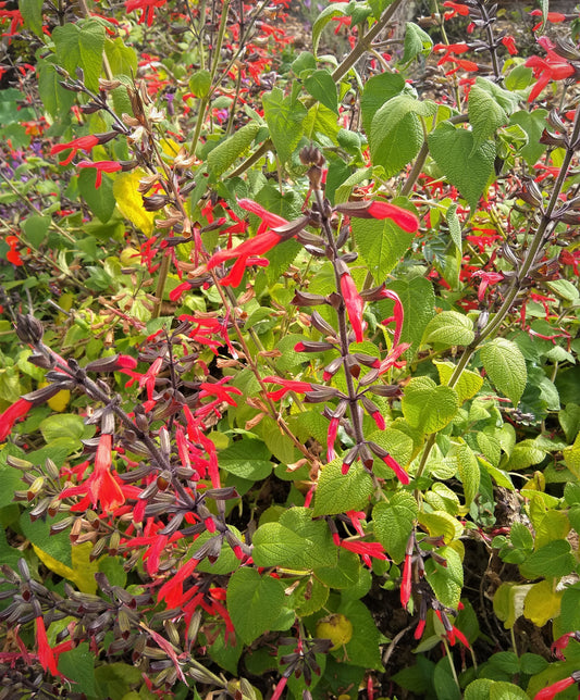 Salvia roemeriana - Cedar Sage