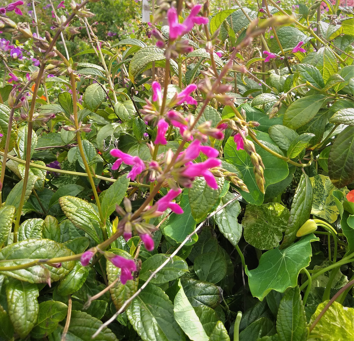 Salvia chiapensis - Chiapas Sage