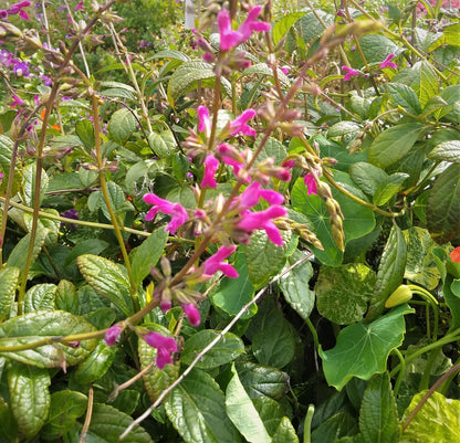 Salvia chiapensis - Chiapas Sage