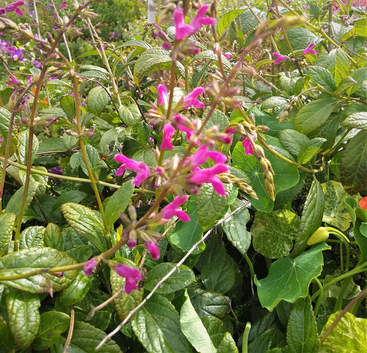Salvia chiapensis - Chiapas Sage