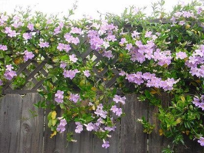 Clytostoma callistegioides - Lavender Trumpet Vine