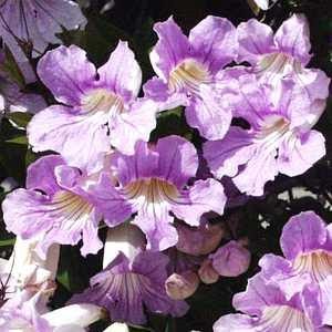 Clytostoma callistegioides - Lavender Trumpet Vine