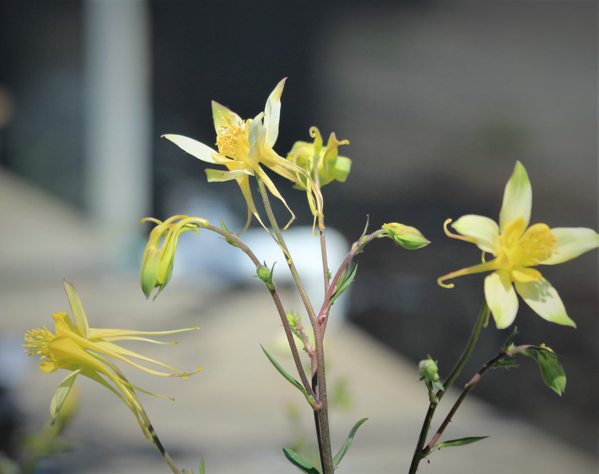 Aquilegia - Columbine