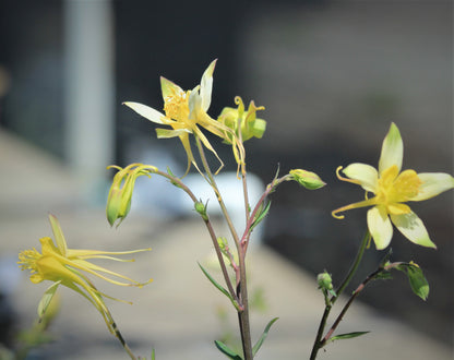 Aquilegia - Columbine