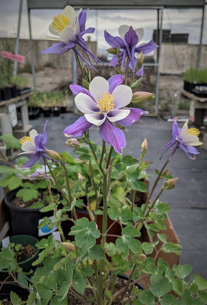 Aquilegia - Columbine