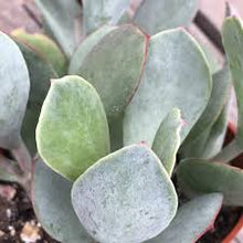 Load image into Gallery viewer, Cotyledon orbiculata - Silver Peak
