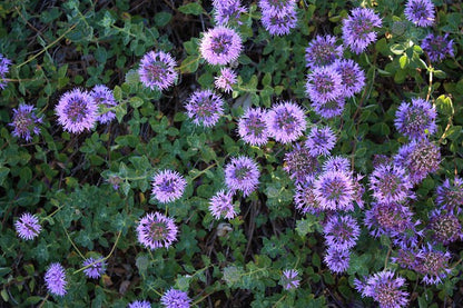 Monardella villosa - Coyote Mint