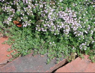 Thymus praecox - Creeping Thyme