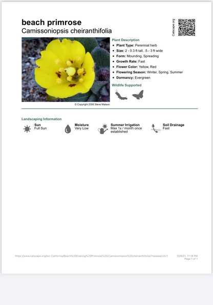 Camissoniopsis cheiranthifolia - Beach Evening Primrose