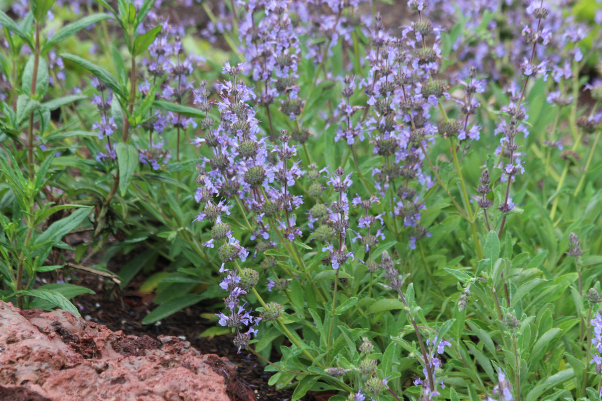 Salvia sonomensis x mellifera 'Dara’s Choice'
