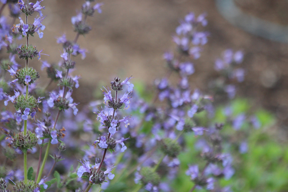 Salvia sonomensis x mellifera 'Dara’s Choice'
