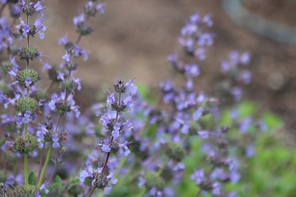 Salvia sonomensis x mellifera 'Dara’s Choice'
