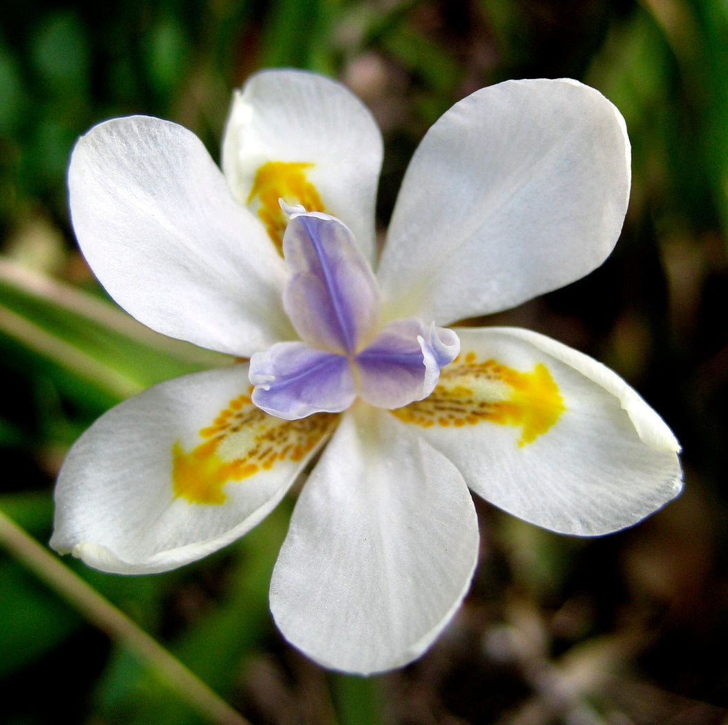 Dietes iridiodes - Fortnight Lily