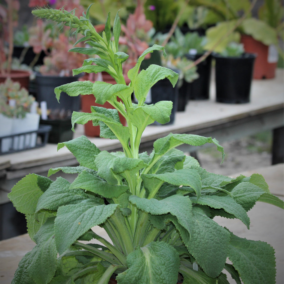 Digitalis purpurea -  Fairie Queen Foxglove