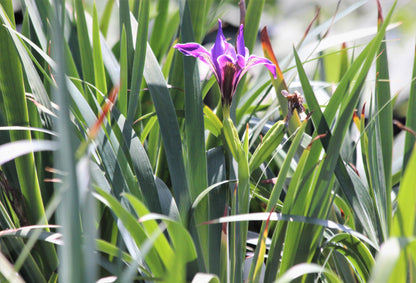 Iris douglasiana - Douglas Iris