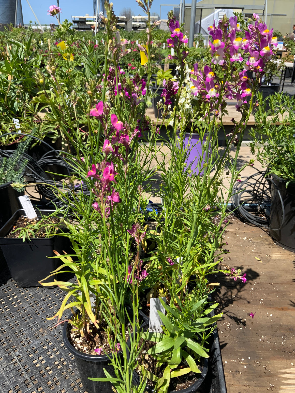 Linaria maroccana - Fairy Bouquet Toadflax