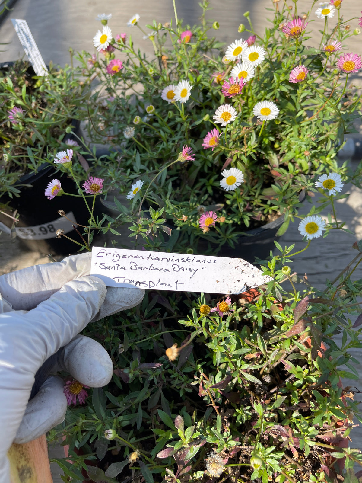 Erigeron karvinskianus - Santa Barbara Daisy