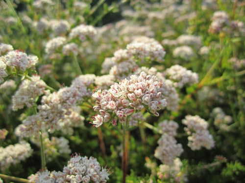 Eriogonum fasciculatum - several white California buckwheat flower clusters