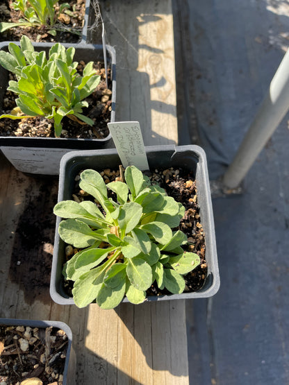 Eriogonum aborescens - Santa Cruz Island Buckwheat