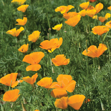 Eschscholzia californica - California Poppy