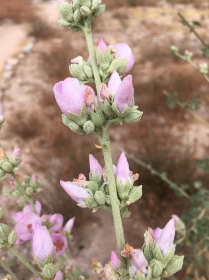 Malacothamnus fasciculatus  - Chaparral Mallow