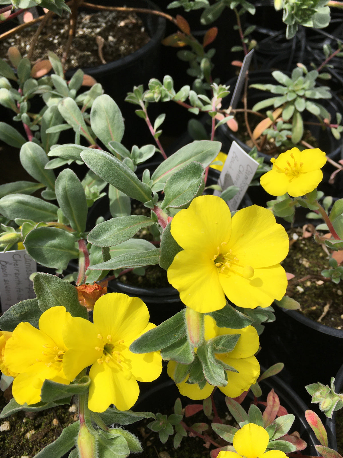 Camissoniopsis cheiranthifolia - Beach Evening Primrose