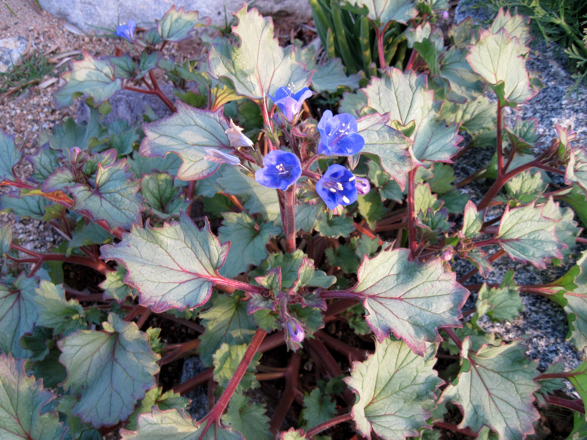 Phacelia campanularia - California Bluebells