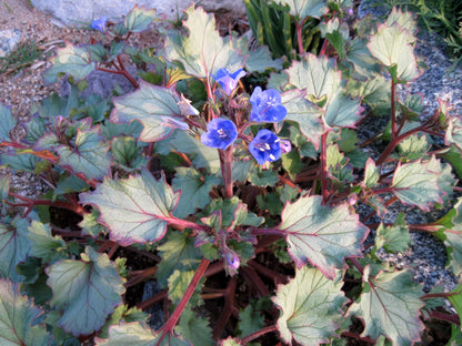 Phacelia campanularia - California Bluebells