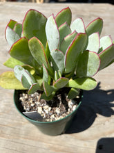Load image into Gallery viewer, Cotyledon orbiculata - Silver Peak
