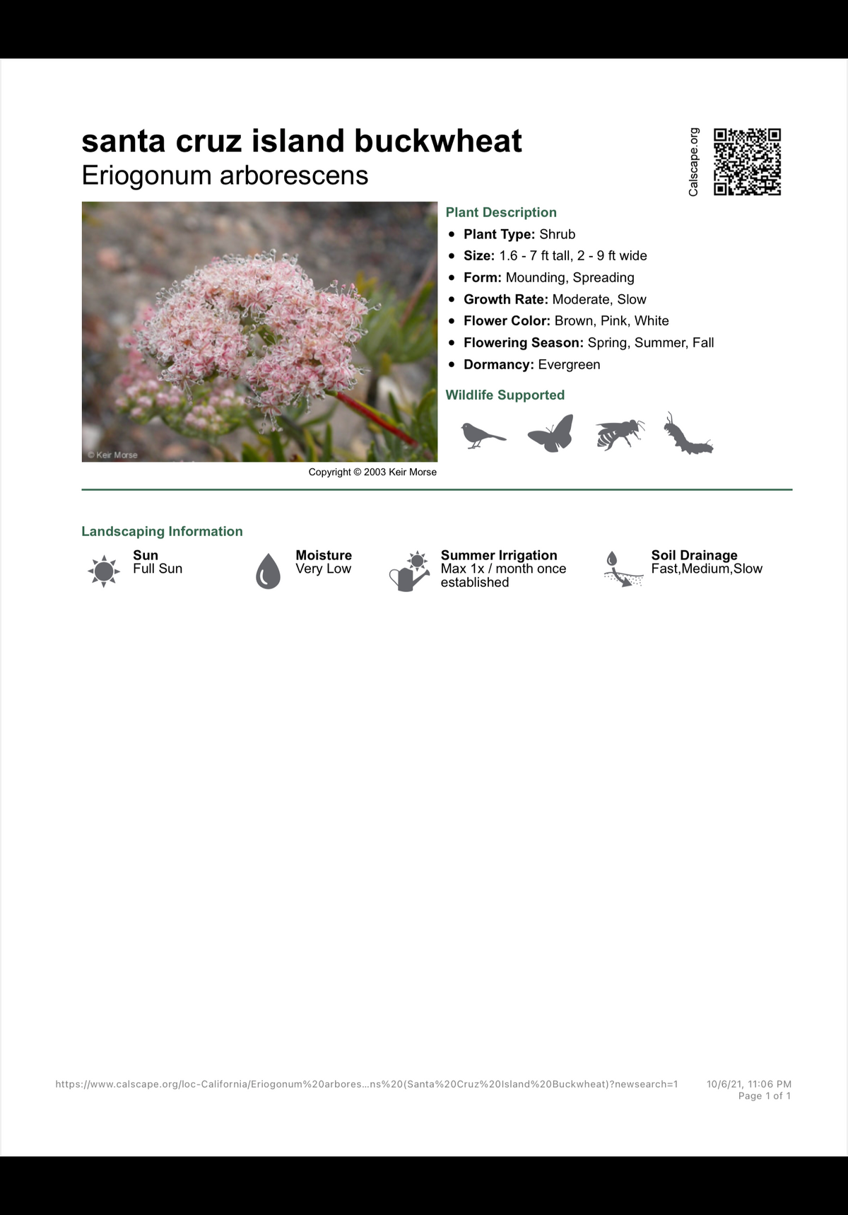 Eriogonum aborescens - Santa Cruz Island Buckwheat