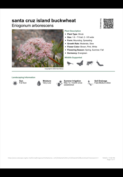 Eriogonum aborescens - Santa Cruz Island Buckwheat
