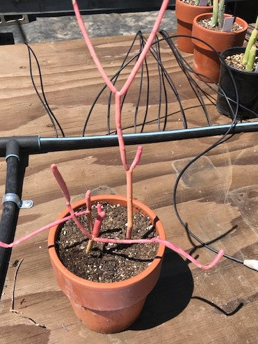 Euphorbia tirucalli 'Rosea'