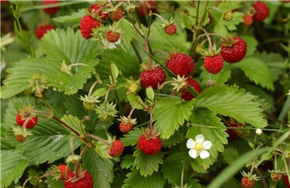 Fragaria vesca - Woodland Strawberry