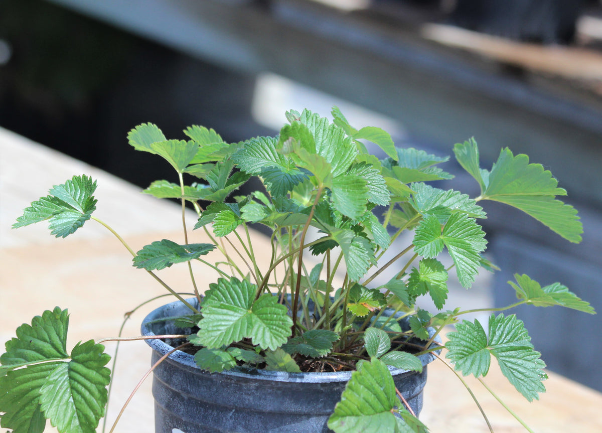 Fragaria vesca - Woodland Strawberry