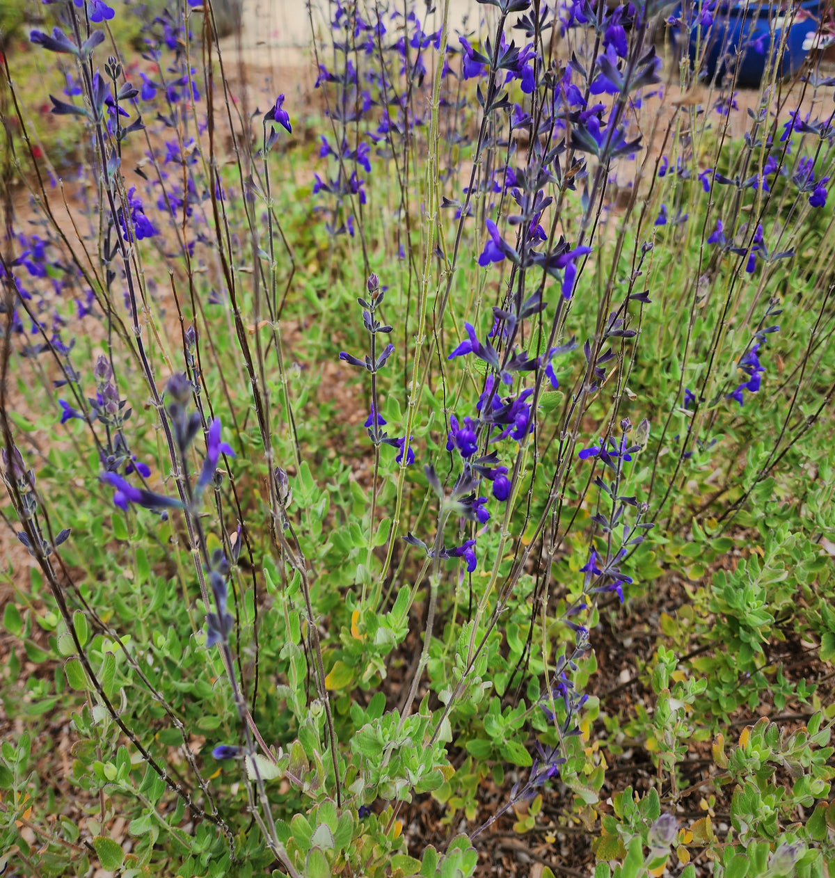 Salvia chamaedryoides 'Germander Sage'