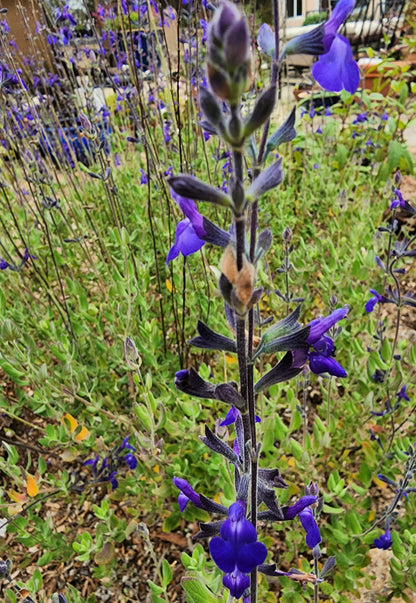 Salvia chamaedryoides 'Germander Sage'