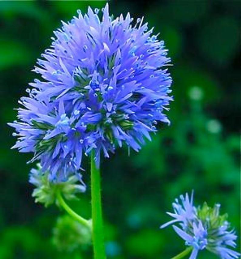 Gilia capitata - Blue Thimble Flower