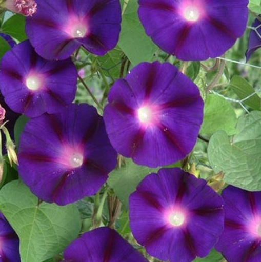 Ipomoea tricolor - Grandpa Ott Morning Glory