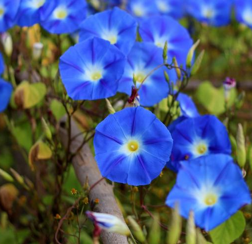 Ipomoea tricolor - Heavenly Blue Morning Glory